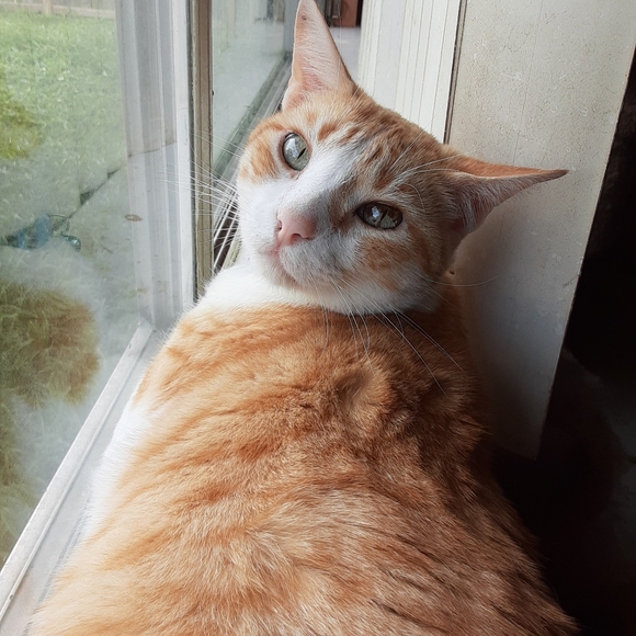 MeetYourPoshAmbassadors!🤩💚🐈🐈🐈🐈🐈🐈🐕 - Picture 3 of 16